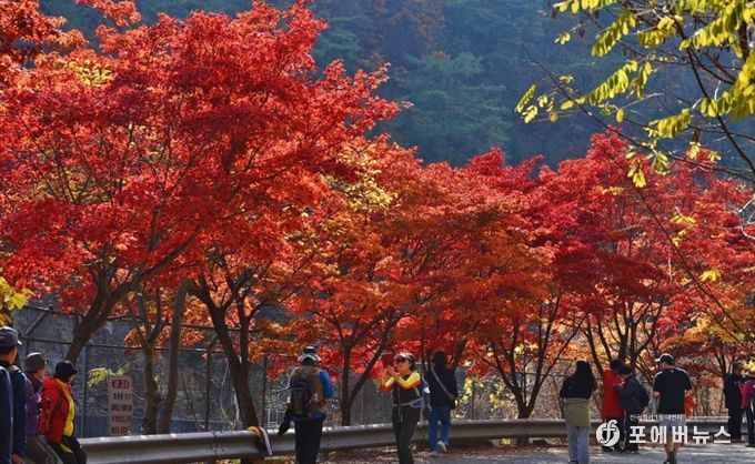 가을 단풍 즐겨요…안양시, 서울대 관악수목원 26일간 시범 개방