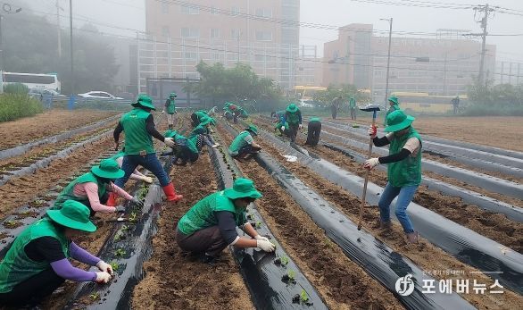 마장면 새마을 남녀지도자협의회 “사랑의 배추 모종심기 행사”실시