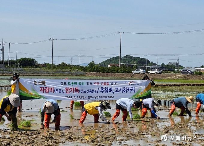 김포토종벼인 ‘자광벼’ 손모내기 모습