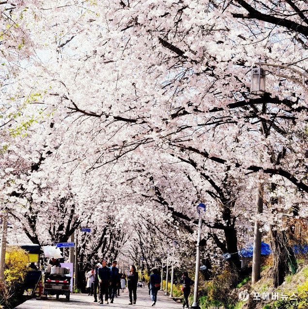 북문 벚꽃길 야간관람 추진