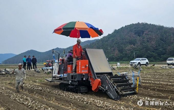 창녕군이 장기임대한 자주식 톤백수집기를 활용해 마늘 수확 작업을 진행하는 모습
