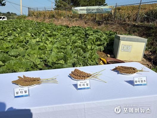 지난 20일 화양면 감도마을에서 지역주민과 시범사업 대상자, 관계자 등 50여 명이 참석한 가운데 ‘잡곡 조 신품종 아리찰 생산단지 조성 결과평가회’를 개최했다.