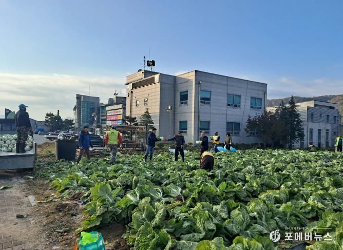 양평군 양동면 지역사회보장협의체, 기관·단체와 함께 동절기 배추·무 수확