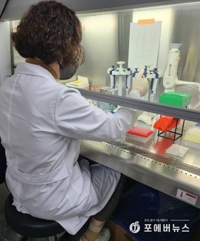 아프리카돼지열병 검사 사진