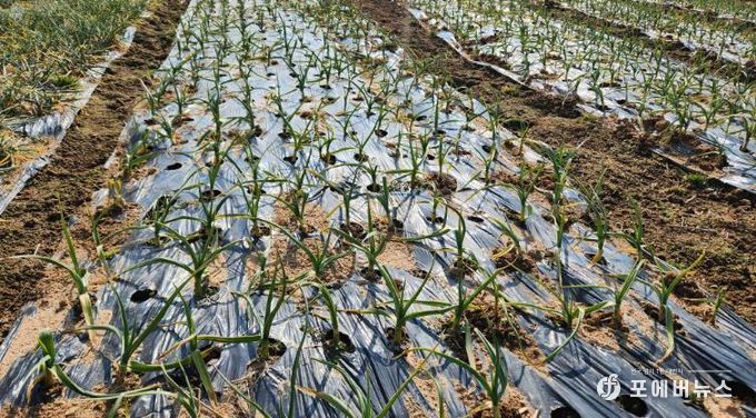 이상기상 대비, 영광군 노지 양파·마늘 집중 지도
