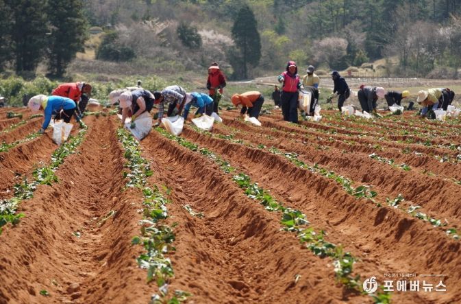 해남군“고품질 고구마 생산의 첫 걸음”육묘관리 철저히 하세요