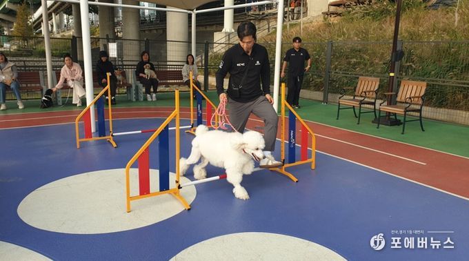2025년 반려동물 문화교실에 참여한 반려견이 어질리티 교육을 받고있다
