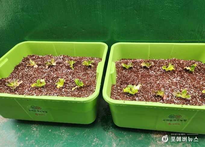 동작구 분양 ‘상자텃밭’