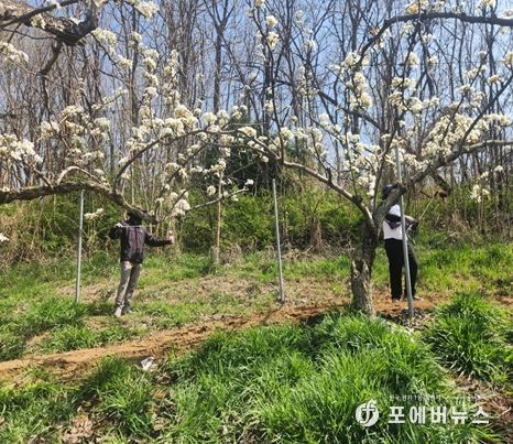 영농철 맞아‘배 인공수분’ 일손돕기