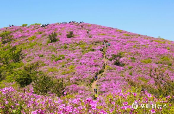 보성군, 5월 2일 ~ 4일 제22회 일림산 철쭉문화행사 개최_전국 최대 규모 철쭉 군락이 장관을 이룰 예정이다